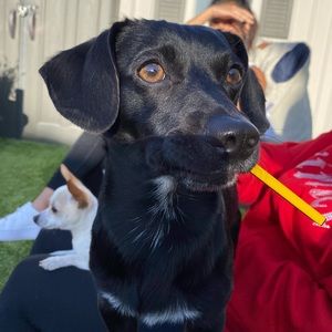 Meet your Posher, Robert